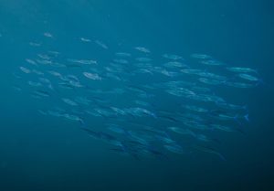 Exploring the World of Exotic Supercars and Hypercars